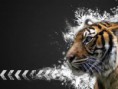 /album/galleria-fotografica/d-tigre-jpg/
